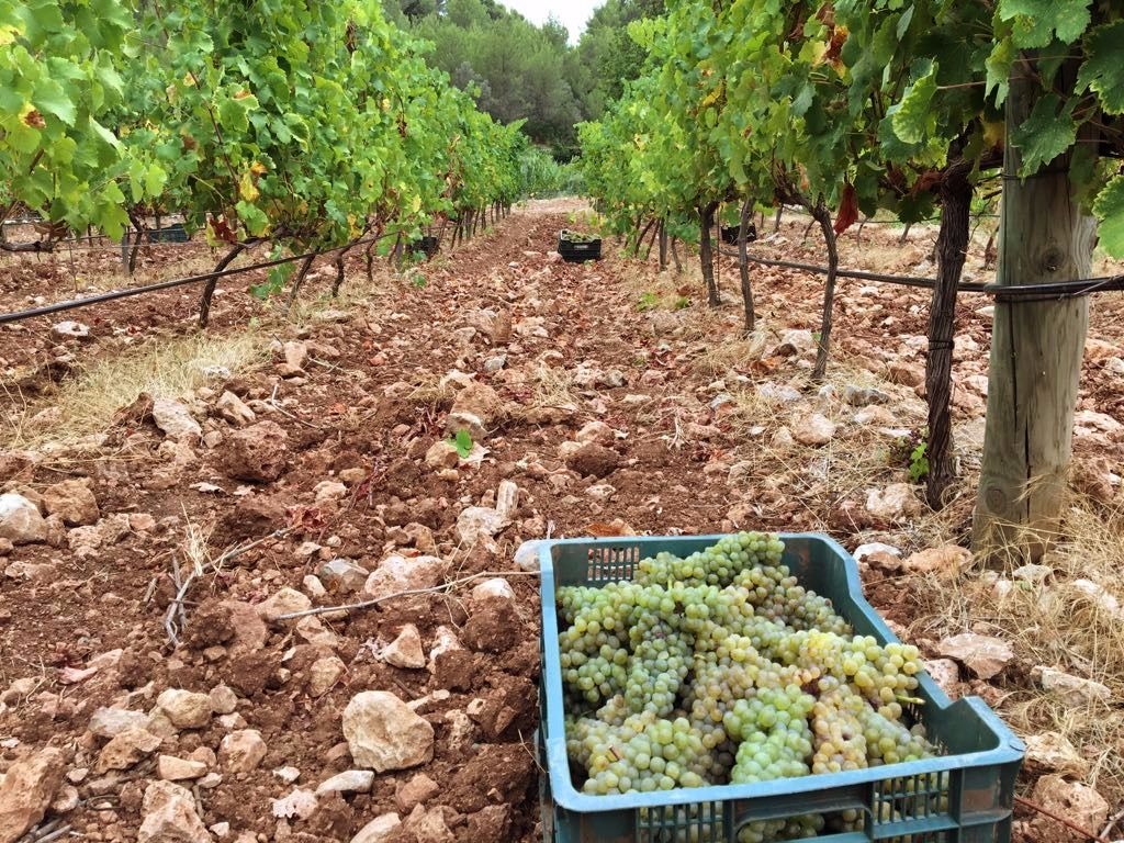 Arranca la vendimia 2017 en Son Vich
