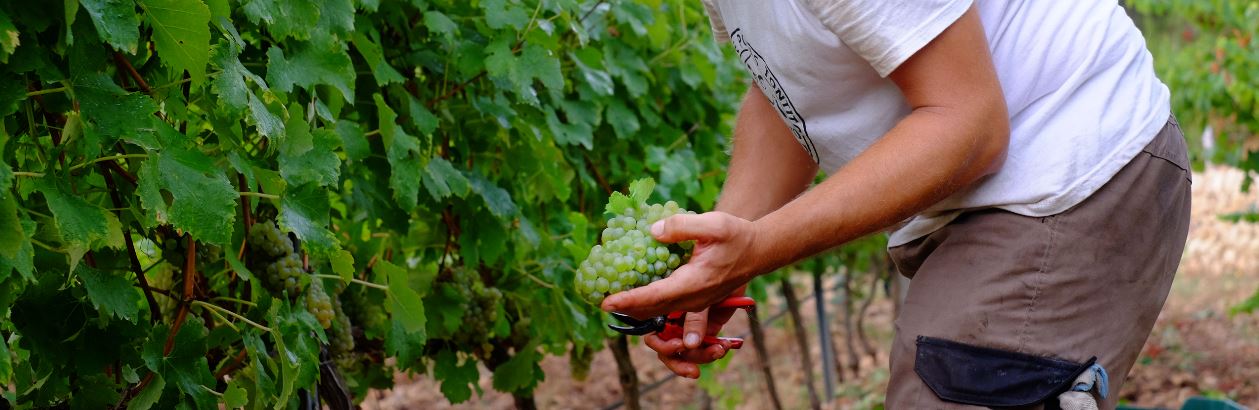 Empezó la vendimia en Bodega Son Vich de Superna de la que surgirá la añada 2018