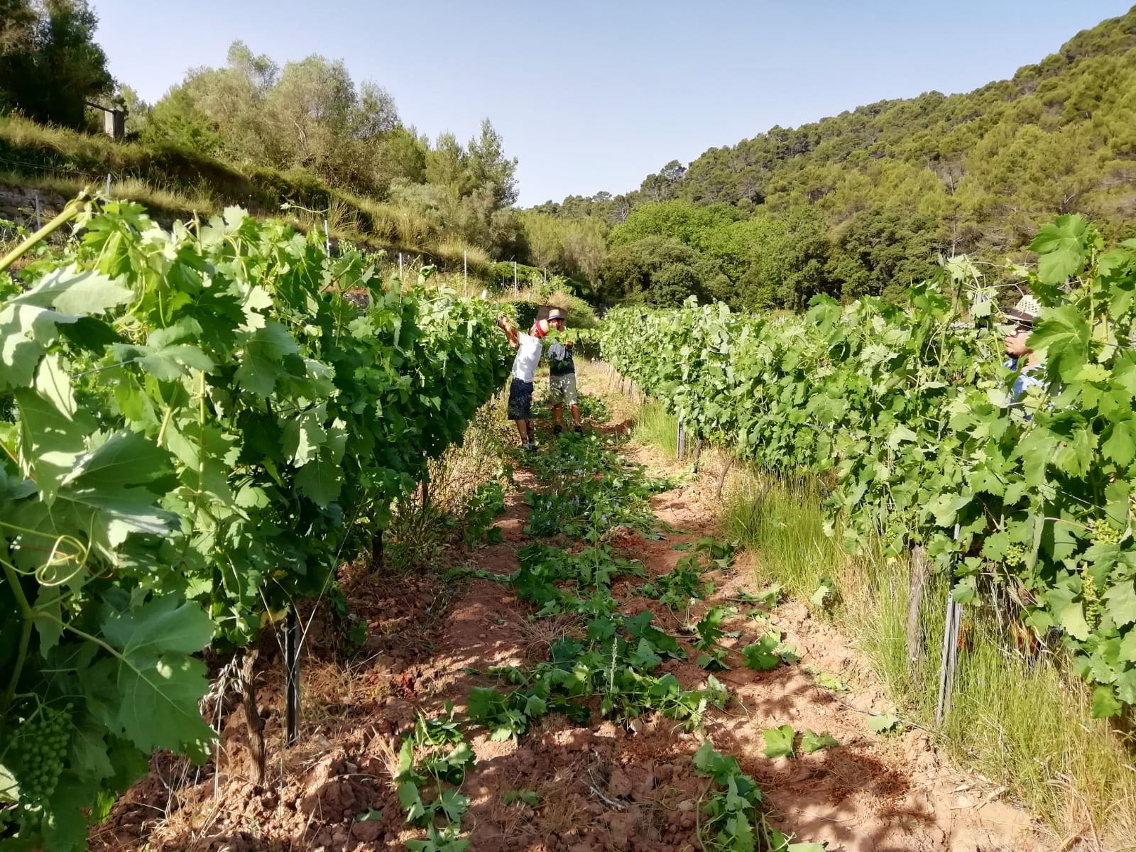 Viticultura, la poda en verde.