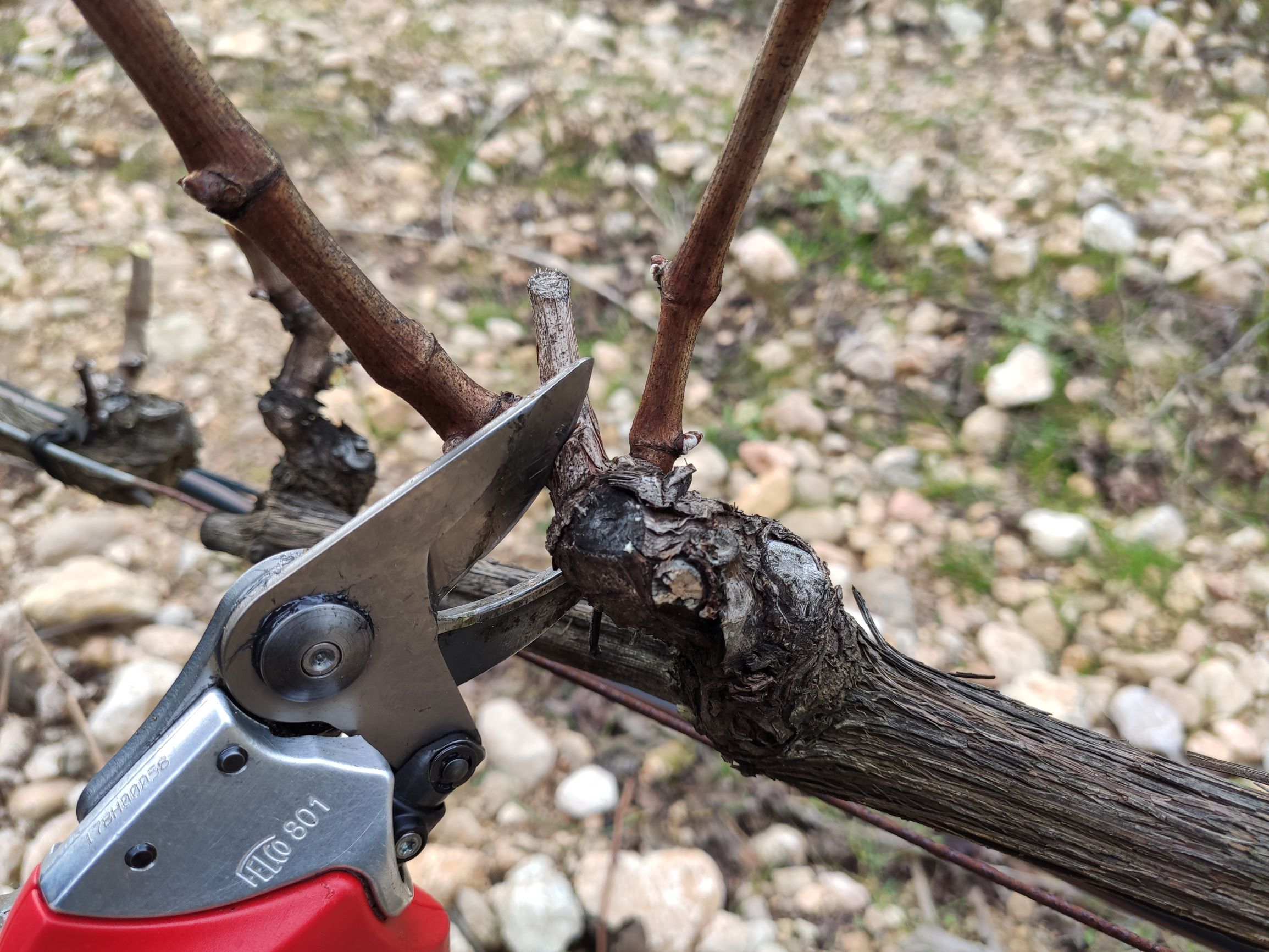 February at Son Vich: Pruning scissors