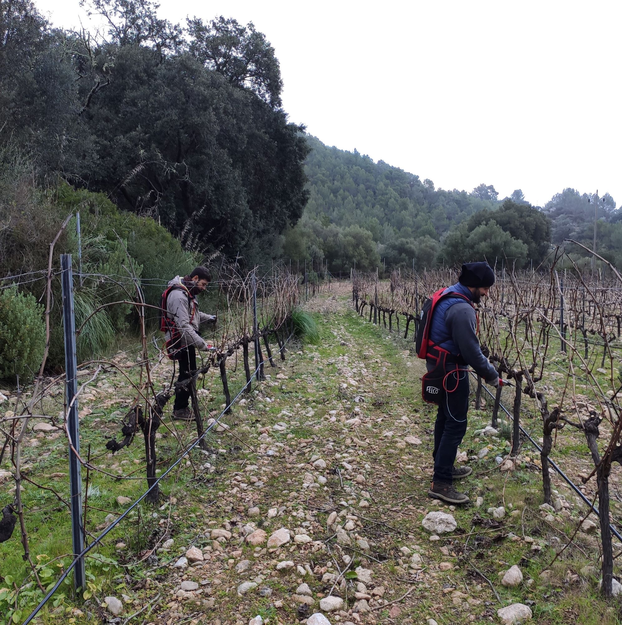 La poda en Son Vich de Superna