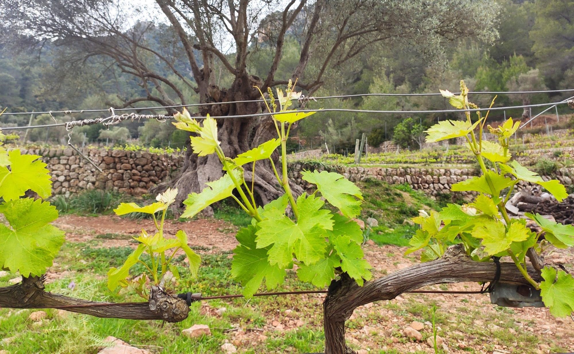 Brotes nuevos, nuevo ciclo