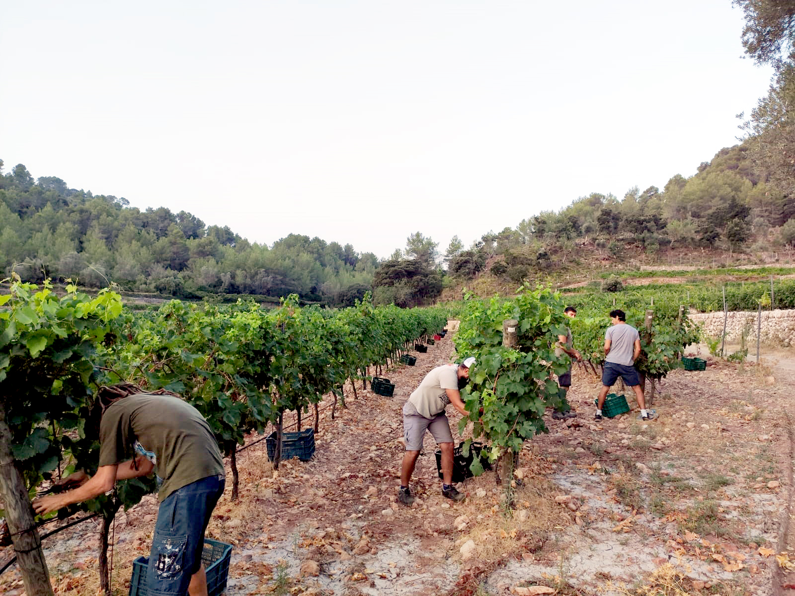 Agosto en Son Vich de Superna operaciones en verde, envero y ¡vendimia!