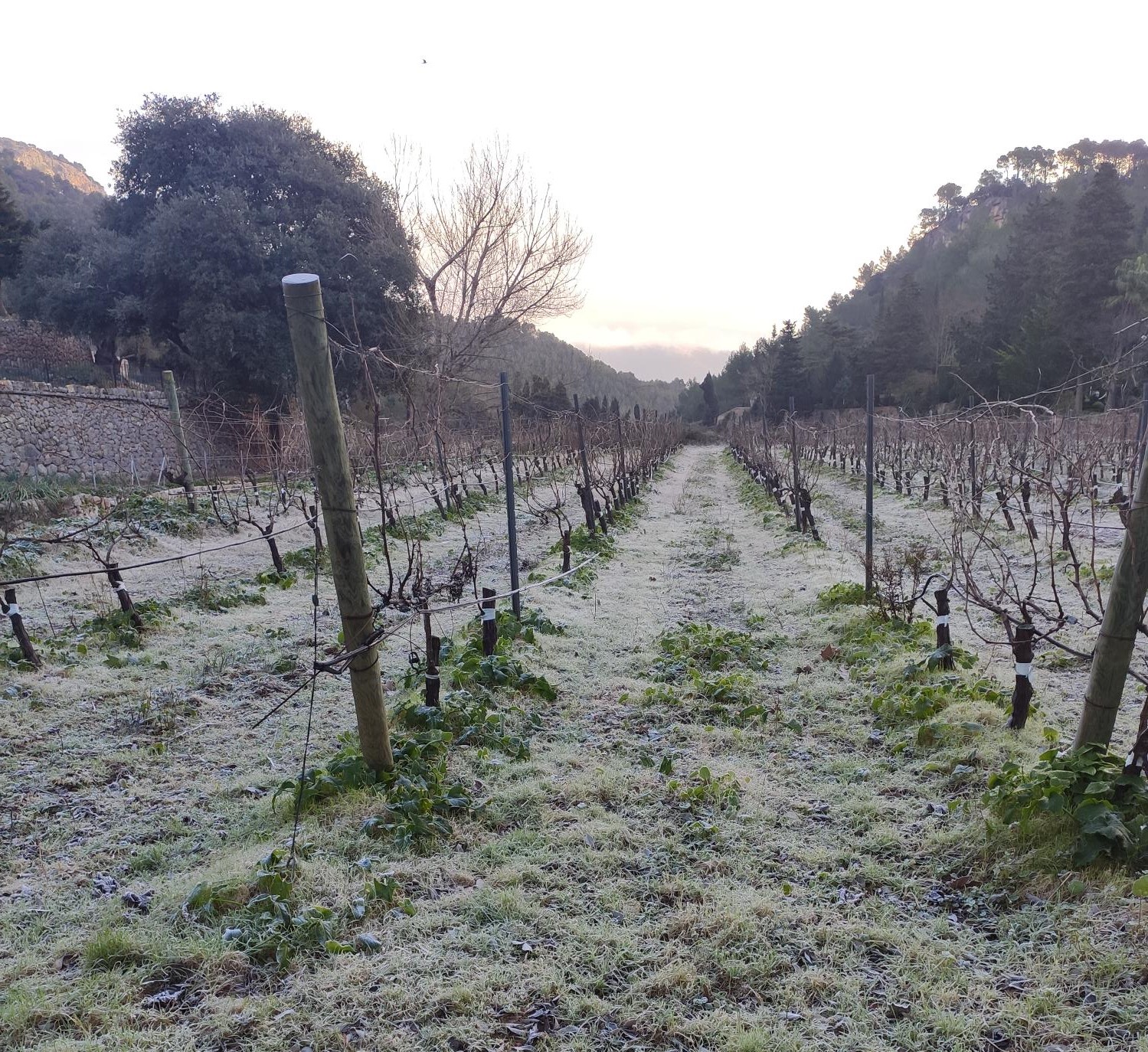 Invierno y poda en seco