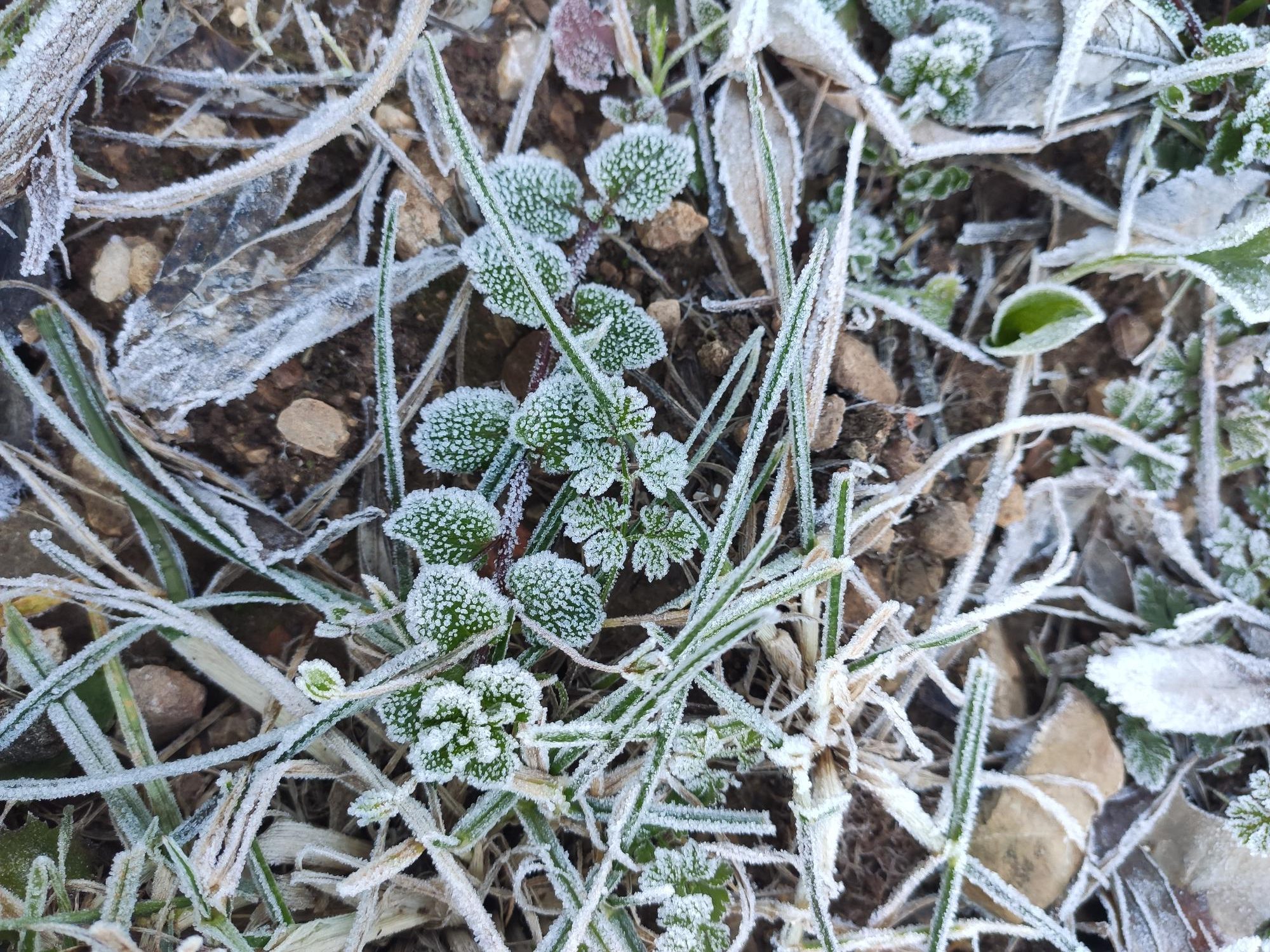 Winter and dry pruning